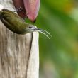 Arachnothère modeste en Malaisie